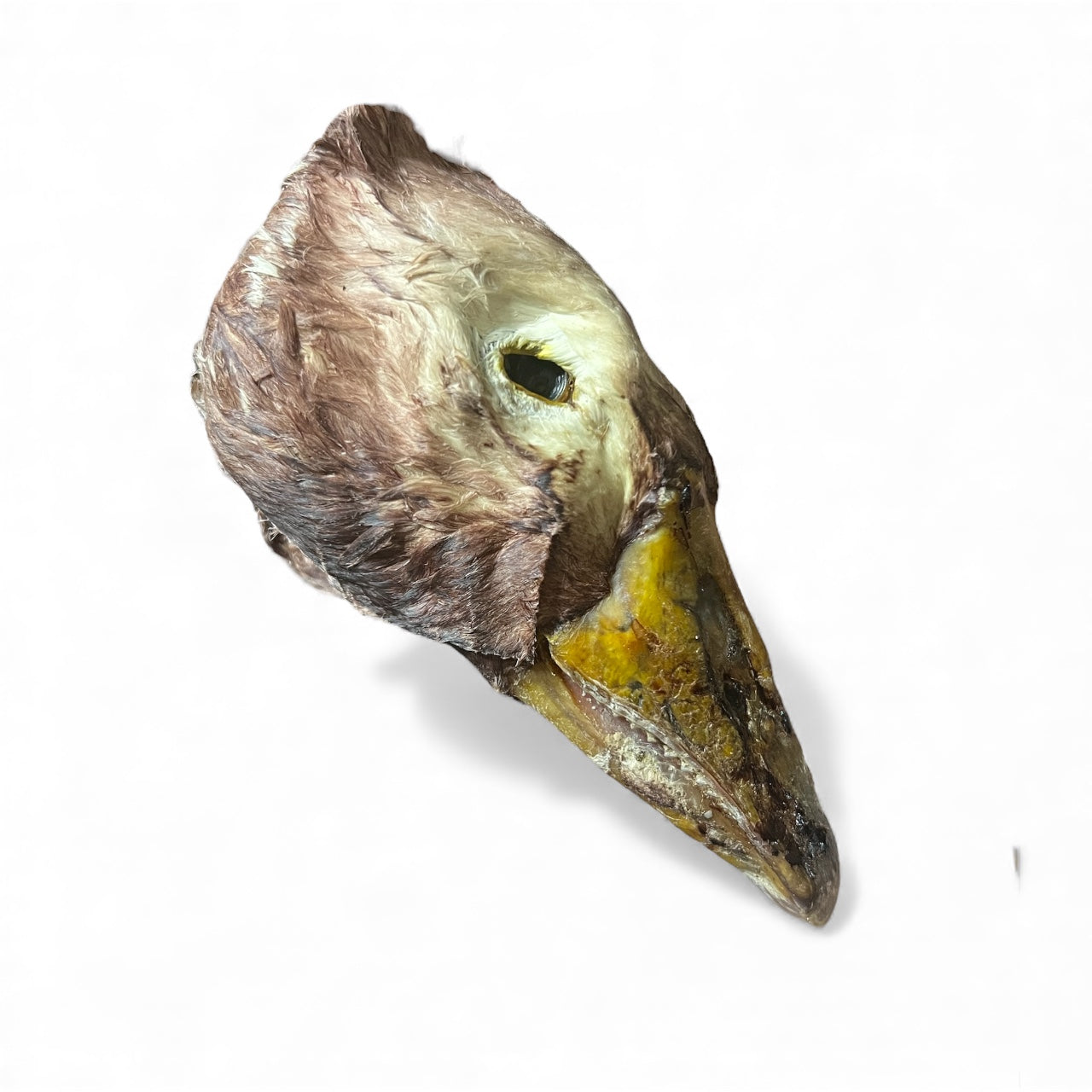 Dehydrated Feathered Goose Head