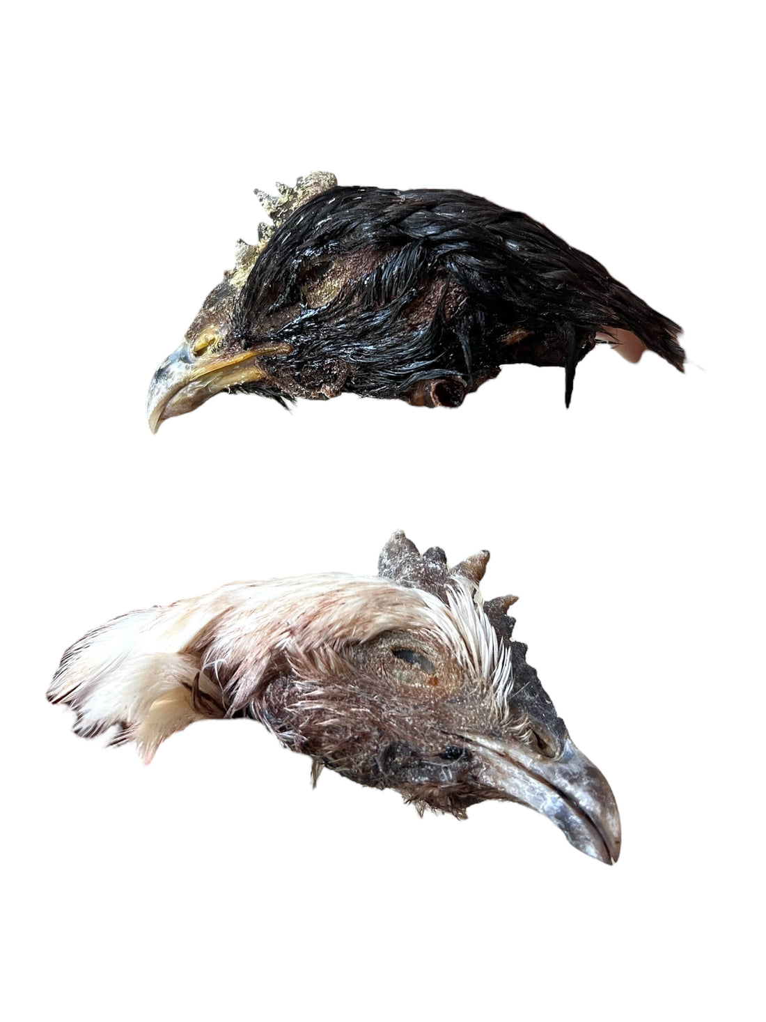 Dehydrated Feathered Chicken Heads