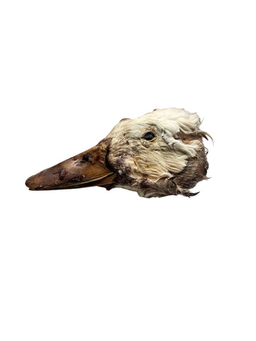 Dehydrated Feathered Duck Head