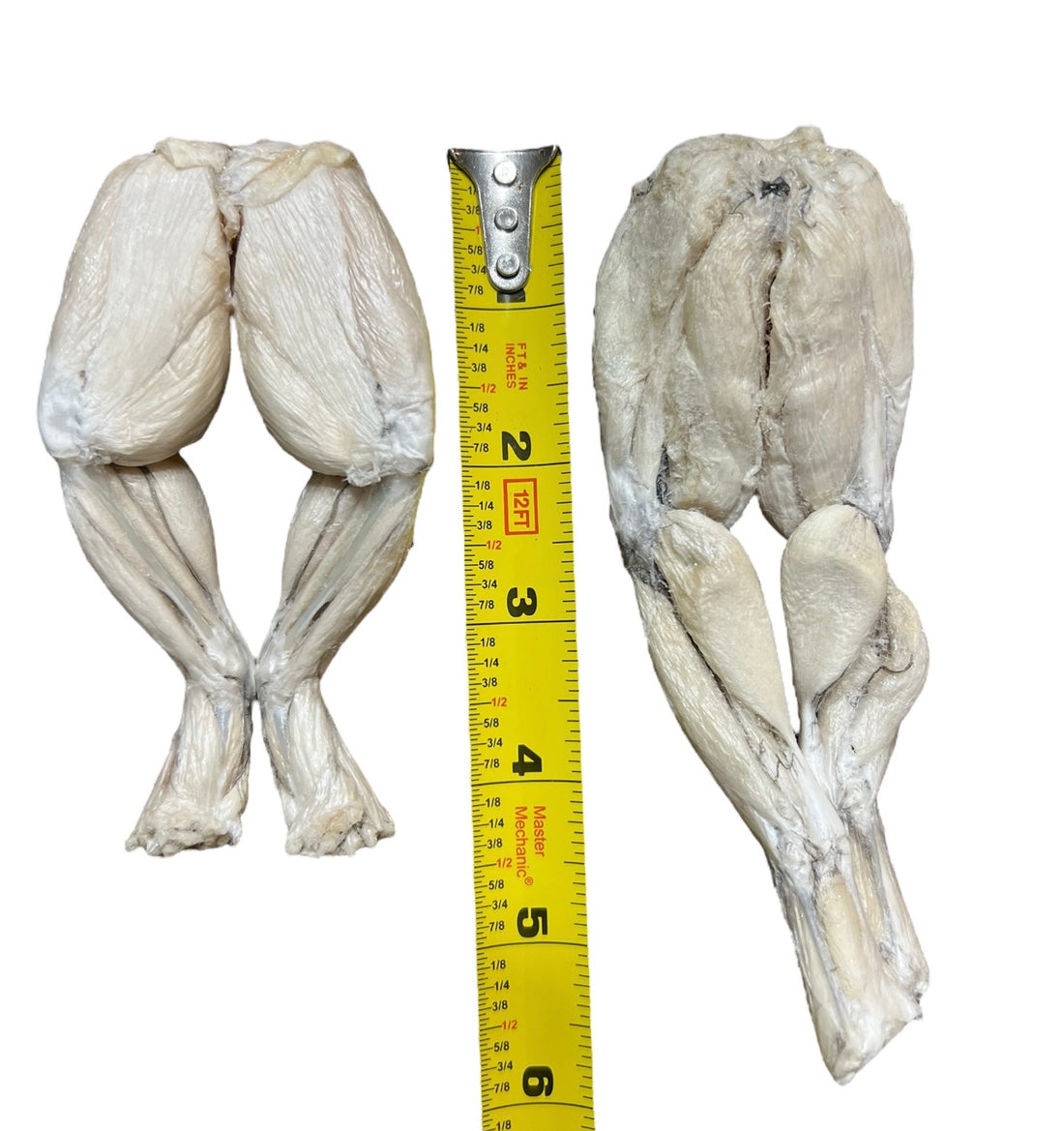 Freeze Dried Frog Legs- Wholesome Beast