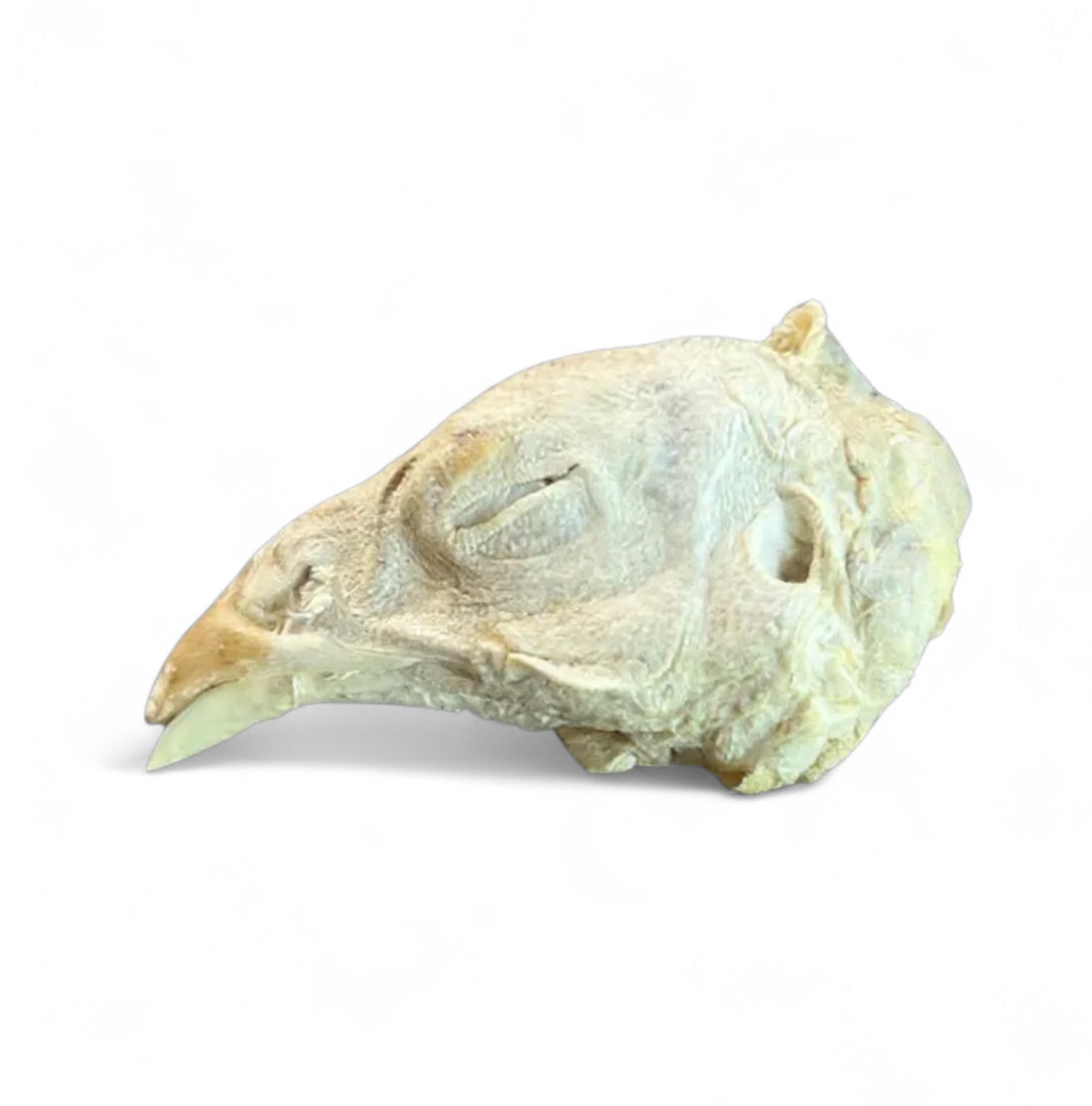 Freeze-Dried Pheasant Heads