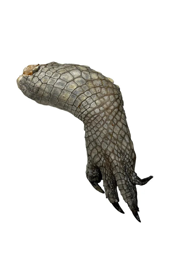 Freeze-Dried Crocodile Foot