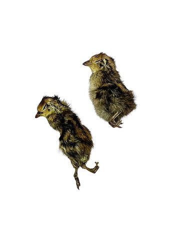 Dehydrated Whole Prey Quail Chicks- XS Day Old Hatchling