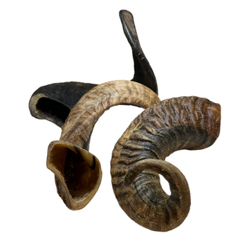 Lamb Horn